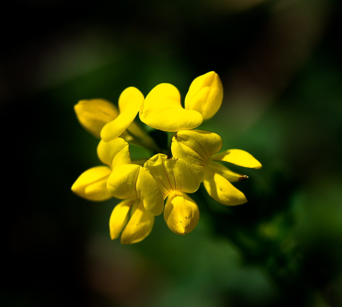 LOTUS CORNICULATUS: BIRD’S-FOOT-TREFOIL